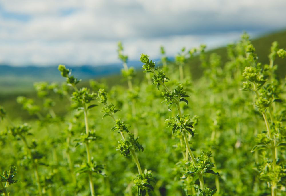 Αρωματικά και Φαρμακευτικά Φυτά